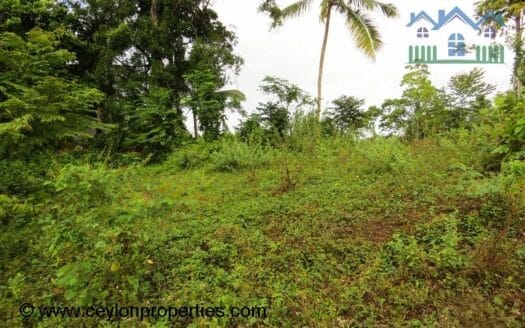 Ref : CS246- Opportunity for Wonderful Investment