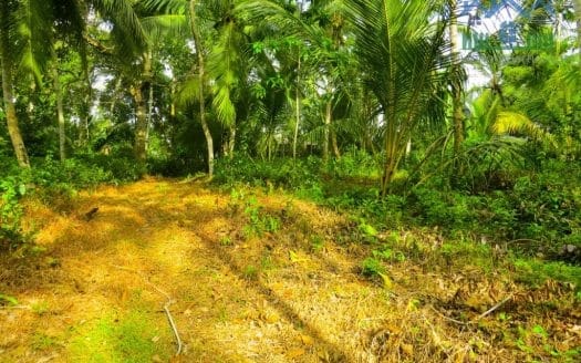 Ref : CS265 -Paddy Front Land in Weligama area
