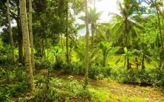 Ref : CS265 -Paddy Front Land in Weligama area