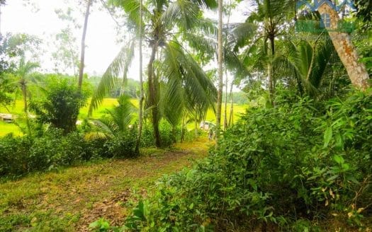 Ref : CS265 -Paddy Front Land in Weligama area