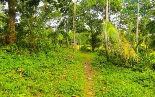 Ref : CS265 -Paddy Front Land in Weligama area