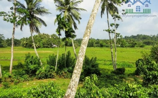 Ref : CS266 – Tea land with Paddy View