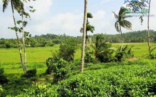 Ref : CS266 – Tea land with Paddy View