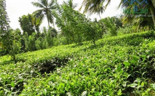 Ref : CS266 – Tea land with Paddy View