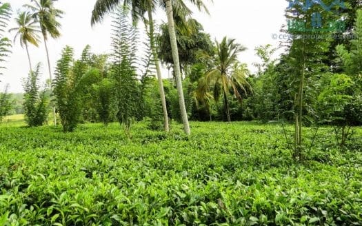 Ref : CS266 – Tea land with Paddy View