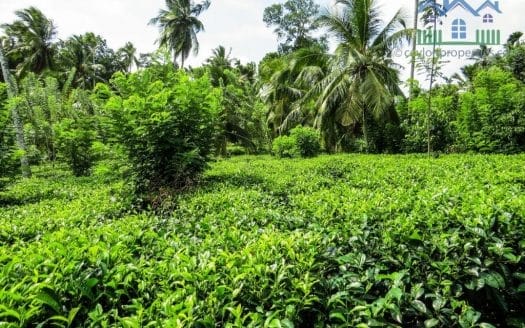 Ref : CS266 – Tea land with Paddy View