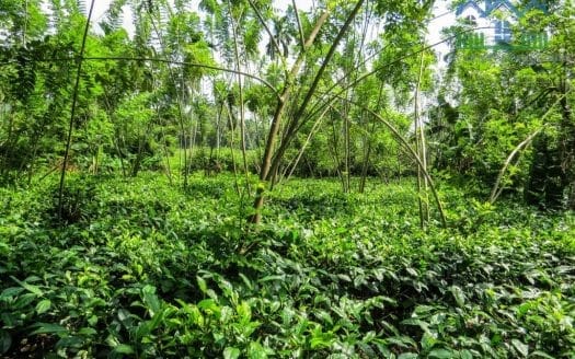 Ref : CS266 – Tea land with Paddy View