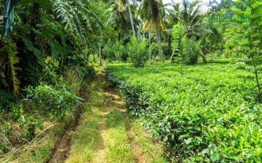 Ref : CS266 – Tea land with Paddy View