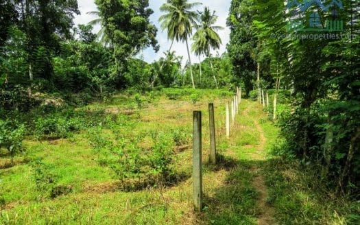 Ref : CS266 – Tea land with Paddy View