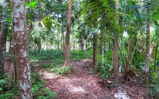 Ref : CS299 -Ideal Property Inland Thalpe