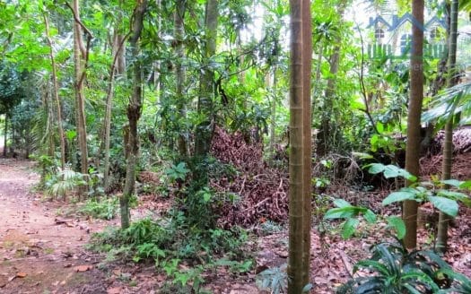 Ref : CS299 -Ideal Property Inland Thalpe