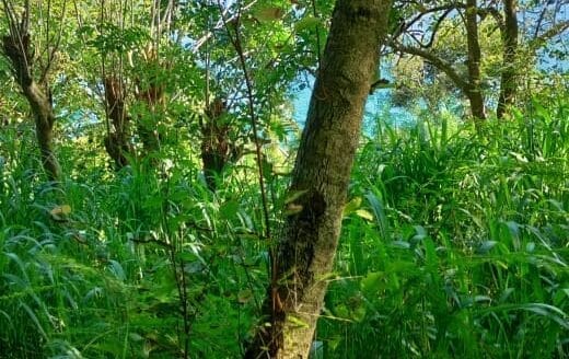 Ref : CS353 – Sea View Property in Tangalle