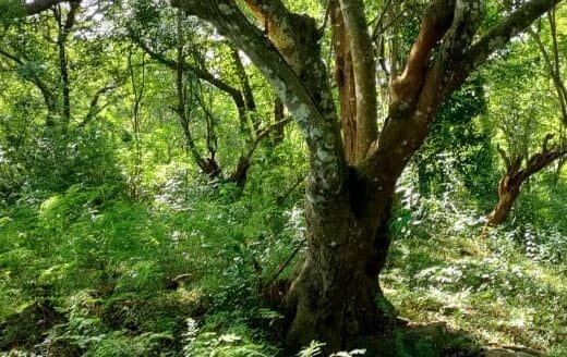 Ref : CS353 – Sea View Property in Tangalle