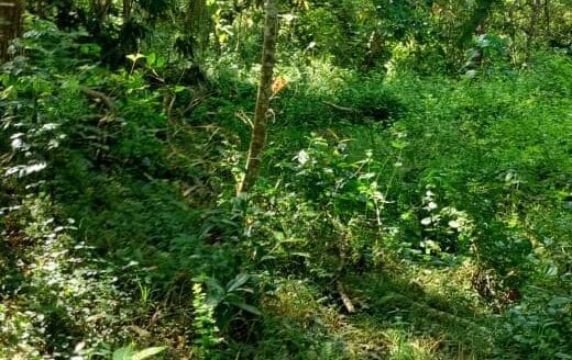 Ref : CS353 – Sea View Property in Tangalle